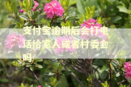 支付宝逾期后会打电话给家人或者村委会吗