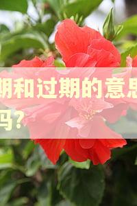 逾期和过期的意思一样吗?