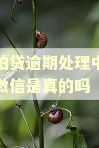 拍拍贷逾期处理中心加微信是真的吗