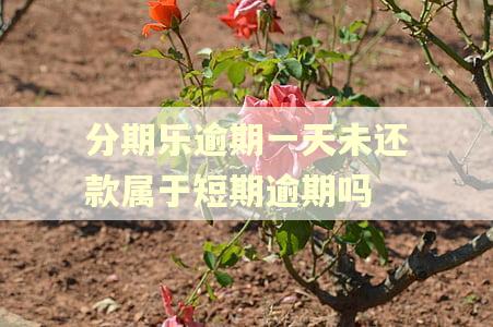 分期乐逾期一天未还款属于短期逾期吗