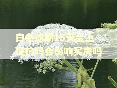 白条逾期15天会上征信吗会影响买房吗