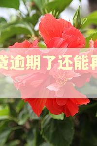 快贷逾期了还能再借吗 快贷逾期了还能再借吗