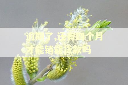 逾期了,还有四个月才能销能贷款吗