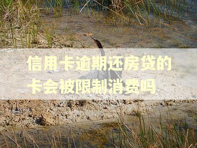 信用卡逾期还房贷的卡会被限制消费吗