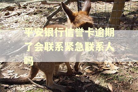 平安银行信誉卡逾期了会联系紧急联系人吗