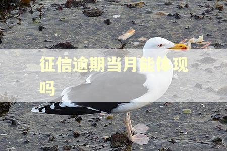 征信逾期当月能体现吗