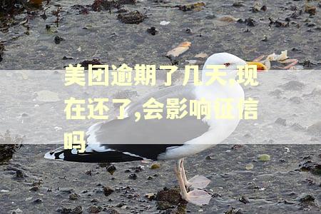 美团逾期了几天,现在还了,会影响征信吗