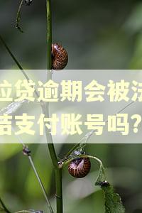 微粒贷逾期会被法院冻结支付账号吗?