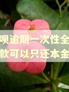 花呗逾期一次性全额还款可以只还本金吗