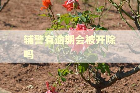 辅警有逾期会被开除吗