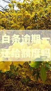 京东白条逾期一年还清了还给额度吗