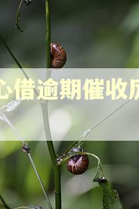 放心借逾期催收厉害吗