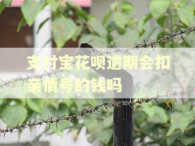 支付宝花呗逾期会扣亲情号的钱吗