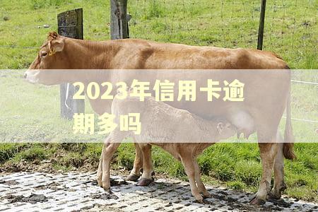 2023年信用卡逾期多吗