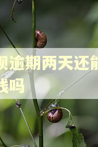 借呗逾期两天还能再借钱吗