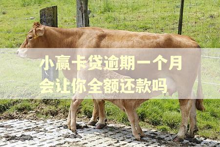 小赢卡贷逾期一个月会让你全额还款吗