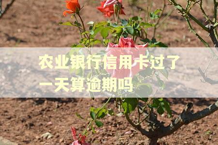 农业银行信用卡过了一天算逾期吗