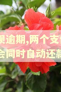 花呗逾期,两个支付宝会同时自动还款吗
