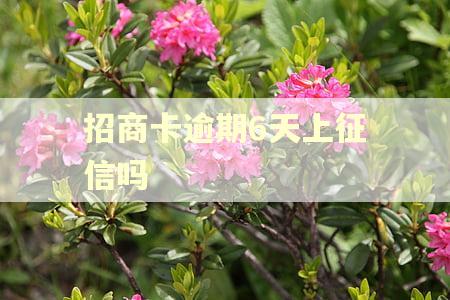 招商卡逾期6天上征信吗