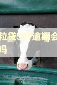 微粒贷5万逾期会报案吗