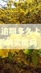 花呗逾期多久上征信?会影响买房吗