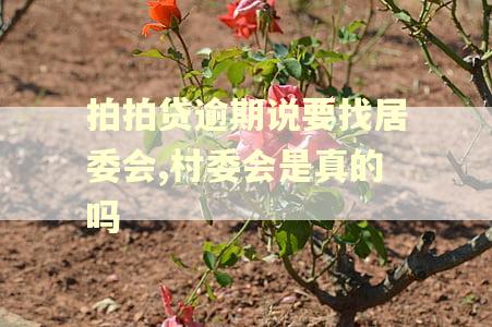 拍拍贷逾期说要找居委会,村委会是真的吗