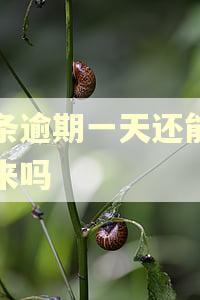 金条逾期一天还能借出来吗