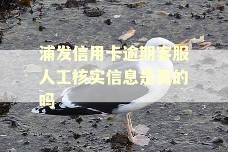 浦发信用卡逾期客服人工核实信息是真的吗