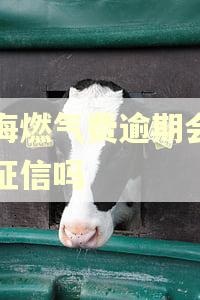 上海燃气费逾期会影响征信吗