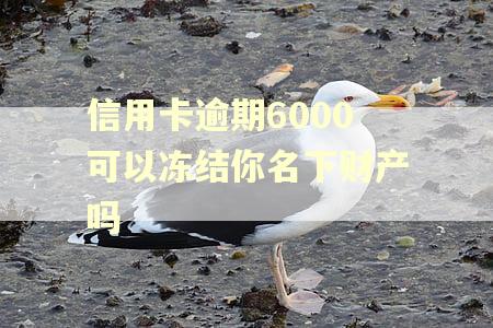 信用卡逾期6000可以冻结你名下财产吗 信用卡逾期6000可以冻结你名下财产吗