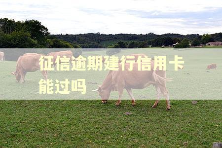 征信逾期建行信用卡能过吗