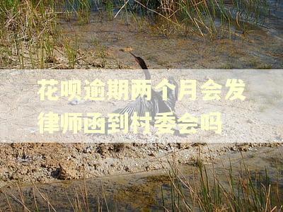 花呗逾期两个月会发律师函到村委会吗