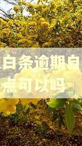 京东白条逾期自己少还一点可以吗
