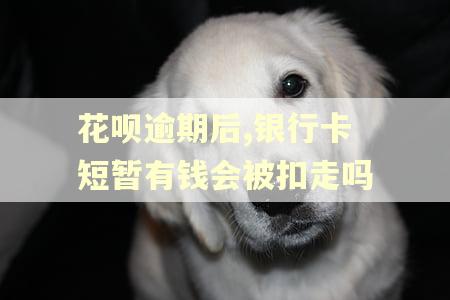 花呗逾期后,银行卡短暂有钱会被扣走吗
