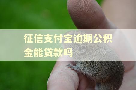 征信支付宝逾期公积金能贷款吗