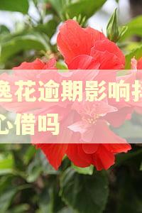 安逸花逾期影响抖音放心借吗