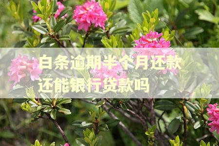 白条逾期半个月还款还能银行贷款吗
