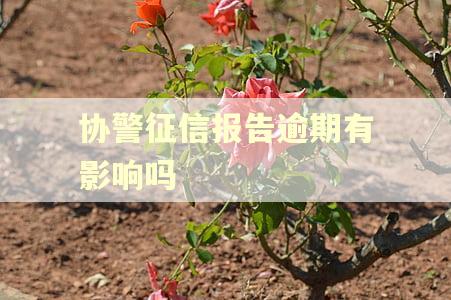协警征信报告逾期有影响吗