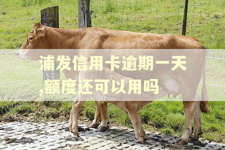 浦发信用卡逾期一天,额度还可以用吗