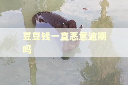 豆豆钱一直恶意逾期吗 豆豆钱一直恶意逾期吗