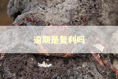 逾期是复利吗