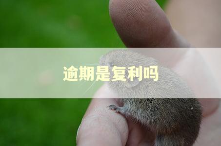 逾期是复利吗