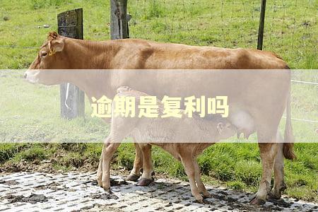 逾期是复利吗