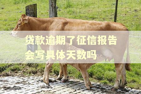 贷款逾期了征信报告会写具体天数吗