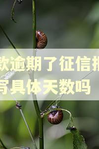 贷款逾期了征信报告会写具体天数吗