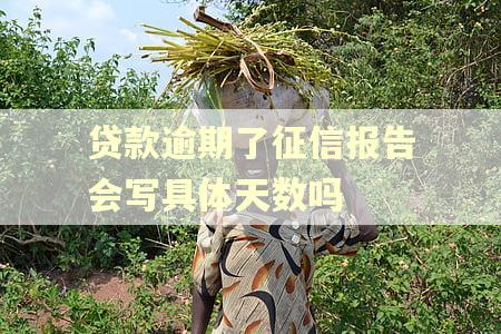 贷款逾期了征信报告会写具体天数吗 贷款逾期了征信报告会写具体天数吗