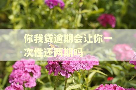 你我贷逾期会让你一次性还两期吗