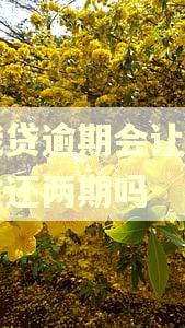 你我贷逾期会让你一次性还两期吗