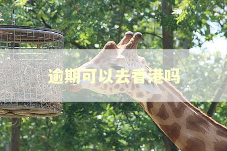 逾期可以去香港吗