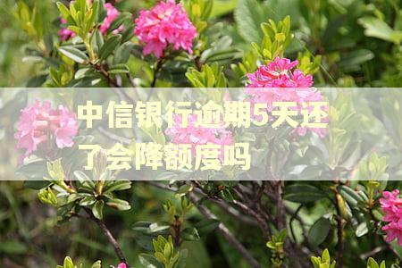 中信银行逾期5天还了会降额度吗